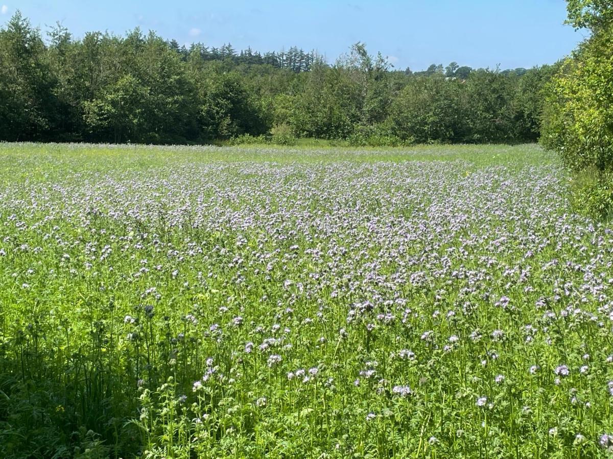 Korsholt-Natur B-B Sindal Exteriér fotografie